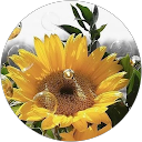 Viviane Coitinho Da Silva profile picture