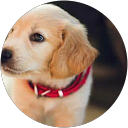 Cleide Pires profile picture